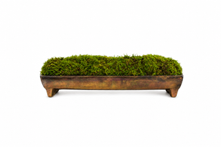 Edison Tray with Moss