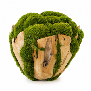 Moss in A Large Wood Bowl