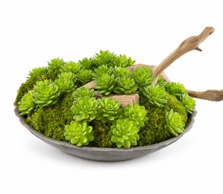 Moss & Succulent in Rossetti Bowl