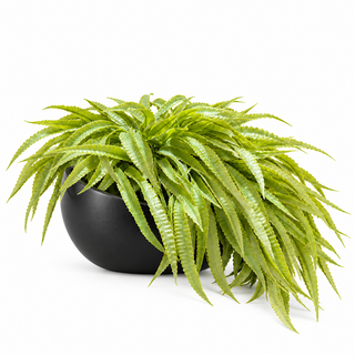 Hanging Plant Small Black Angled Bowl Arrangement