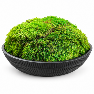 Moss Siwa Bowl Arrangement
