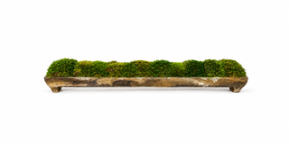 Edison Tray with Moss