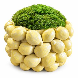 Moss Lemon Bowl Arrangement