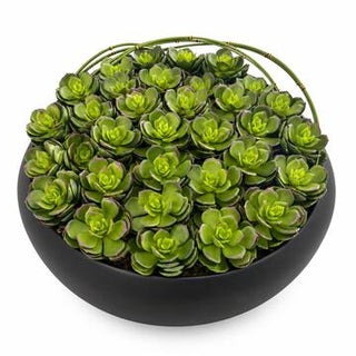 Echeveria Succulent Large Black Bowl Arrangement