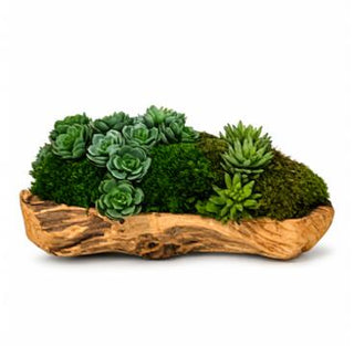 Moss and Succulent Log Arrangement