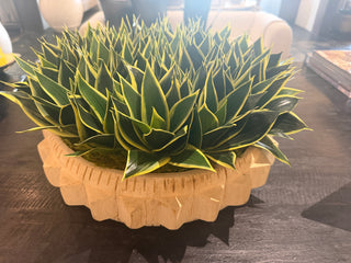 Snake Succulent Geometric Wood Bowl Arrangement