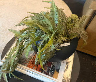 Hanging Fern Arrangement