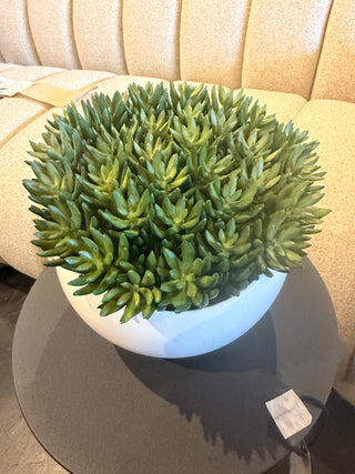 Succulent in White Angled Bowl