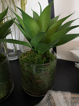 17" Succulent with Moss Cylinder Glass Vase