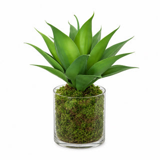 17" Succulent with Moss Cylinder Glass Vase