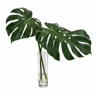 Monstera Leaves in Glass Cylinder Vase