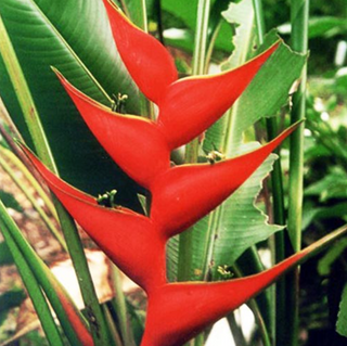 39" Heliconia Lobster Claw