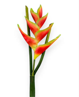 39" Heliconia Lobster Claw