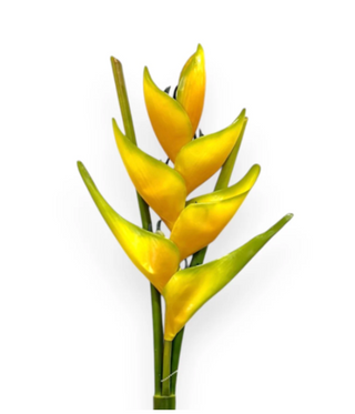 39" Heliconia Lobster Claw