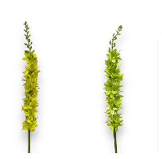 23" Foxtail Lily Stem