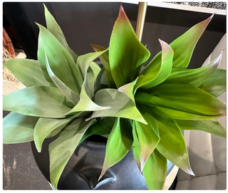 Succulent Pick