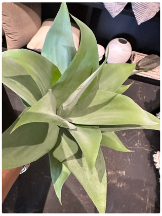 Succulent Pick