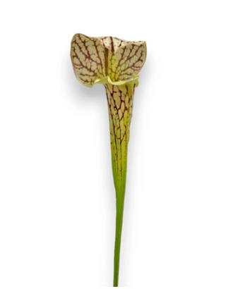28" Plant Spray