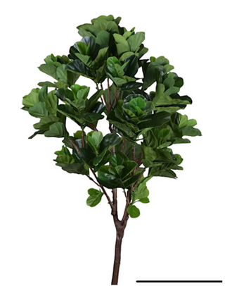 Fiddle Fig Tree