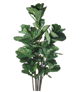 Fiddle Fig Tree