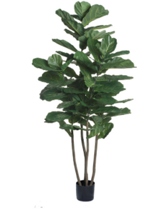 Fiddle Fig Tree
