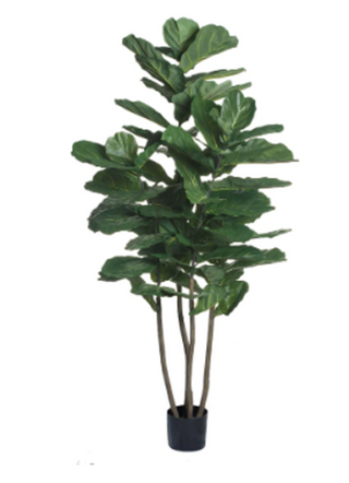 Fiddle Fig Tree