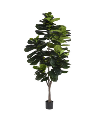 Fiddle Fig Tree