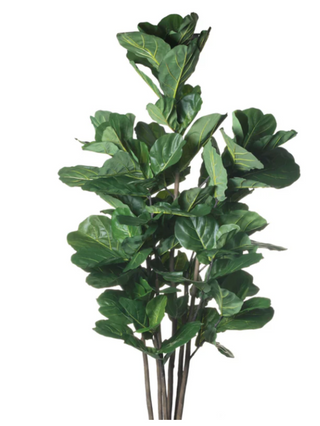 Fiddle Fig Tree