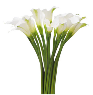 Calla Lily Bud