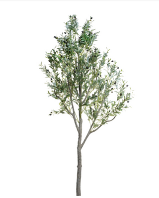 8' Olive Tree