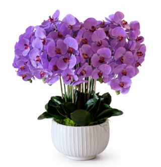 Lilac Orchid White Bowl Arrangement