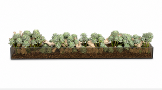 Succulent in Smoke Aquario Arrangement