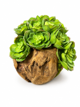 Succulent in Wood Planter