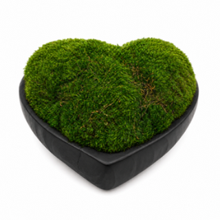 Moss in Heart Wood Bowl