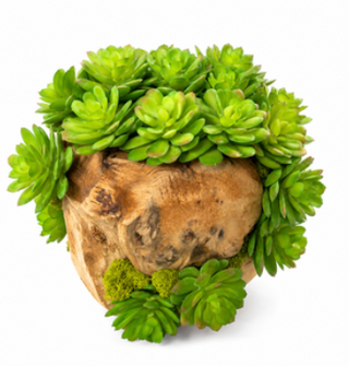 2.5 Succulent in Wood Pot