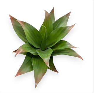Succulent Pick