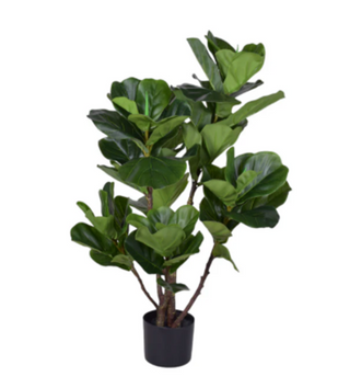 Fiddle Fig Tree