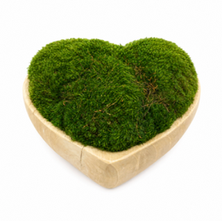 Moss in Heart Wood Bowl